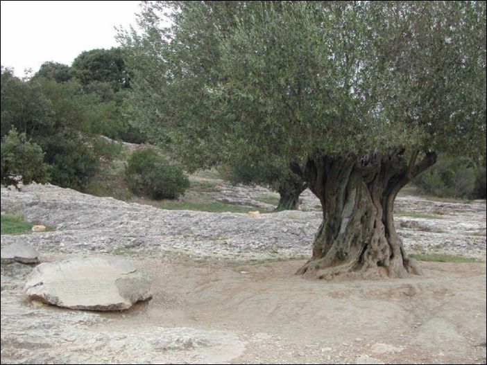 091a- l'olivier plante en 908